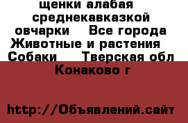 щенки алабая ( среднекавказкой овчарки) - Все города Животные и растения » Собаки   . Тверская обл.,Конаково г.